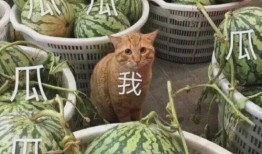 学校的瓜最新爆料,揭秘校园里的那些事儿