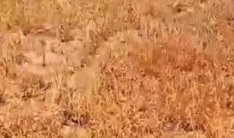 石家庄高邑爆料事件最新,揭秘石家庄最新社会热点背后的真相