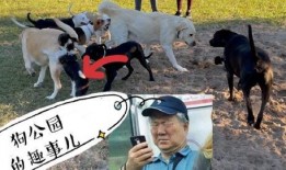 中源果农最新爆料狗哥,狗哥背后的惊人真相